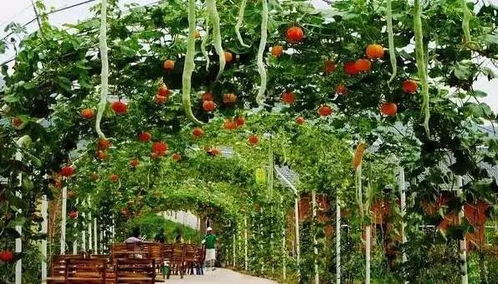 休閑農(nóng)業(yè)規(guī)劃設(shè)計方法,讀完能省百萬設(shè)計費