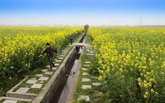 相城將建稻田公園,俺們又多一處生態農業觀光旅游好去處
