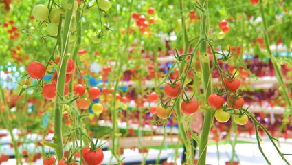 河北遷西:鄉(xiāng)村旅游成為鄉(xiāng)村振興&ldquo;新引擎&rdquo;