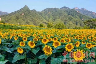 發展休閑農業鄉村旅游 助力鄉村振興