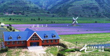 呂梁 交城有個薰衣草莊園 唯美花海等您來賞