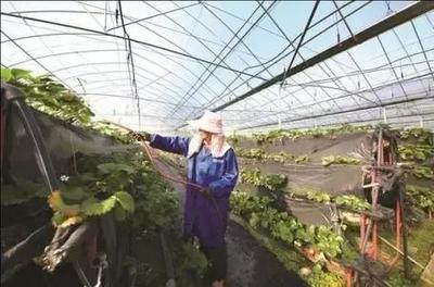 看這個(gè)村的&ldquo;農(nóng)業(yè)工廠&rdquo;是什么樣的