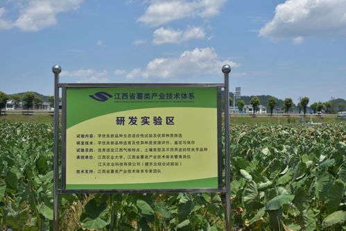 暑期三下鄉(xiāng)⑤ 鉛山縣永平鎮(zhèn) 旅游業(yè) 農(nóng)業(yè) 助力經(jīng)濟(jì)發(fā)展,推動(dòng)鄉(xiāng)村振興