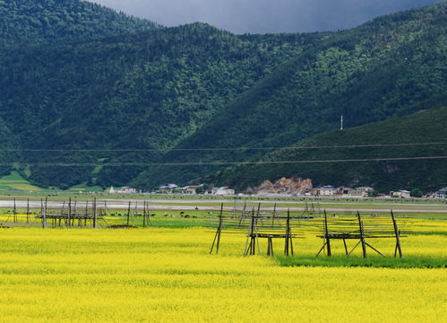 金江鎮(zhèn)村容村貌干凈整潔