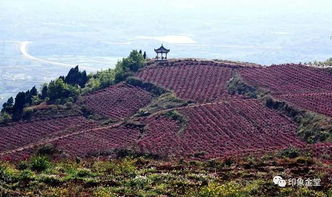 金堂召開全縣干部大會 強調勇?lián)?東進 重任 爭當開辟成都經濟社會發(fā)展 第二主戰(zhàn)場 的先行者