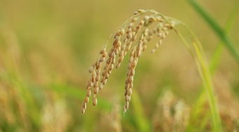 為全省藥劑儲備做參考 武進開展水稻新型藥劑 臨床試驗