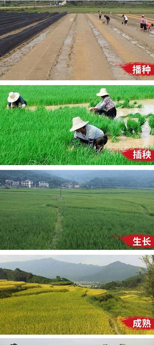 廣西桂林 全州縣七彩人生富硒天湖黑珍珠2kg農(nóng)產(chǎn)品特產(chǎn)