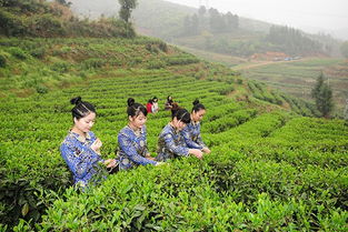 新化走出旅游新路 農(nóng)旅融合成 新引擎