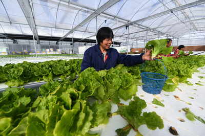 浙江平湖:現(xiàn)代&ldquo;植物工廠&rdquo;春意濃