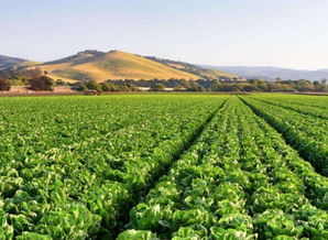 鄉(xiāng)村旅游 農(nóng)業(yè)眾籌 大潮已去,發(fā)展模式探索任重道遠