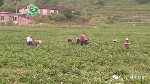 一鄉(xiāng)一品 打造品牌 特色農(nóng)業(yè)走上產(chǎn)業(yè)化道路