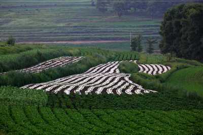 &ldquo;農(nóng)旅雙鏈&rdquo;模式與&ldquo;農(nóng)/旅&rdquo;占比問題