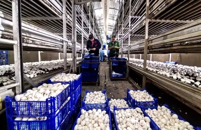 臨澤縣人民政府-智能育&ldquo;珍菇&rdquo; 臨澤&ldquo;菌&rdquo;產(chǎn)業(yè)蓬勃生長