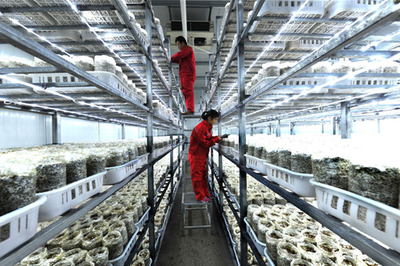 河南:濮陽年產(chǎn)8000噸海鮮菇基地項目正式投產(chǎn)_產(chǎn)業(yè)資訊_食用菌新聞_中國食用菌商務(wù)網(wǎng)