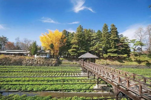 如何打造鄉(xiāng)村旅游慢生活下 沉浸式體驗