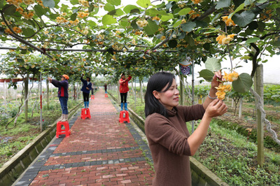圖片新聞 | 生態(tài)果園 &ldquo;扶貧工廠&rdquo;