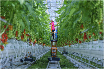 讓&ldquo;京字號&rdquo;現(xiàn)代農(nóng)業(yè)高質(zhì)量騰飛--北京市農(nóng)業(yè)品牌建設(shè)觀察