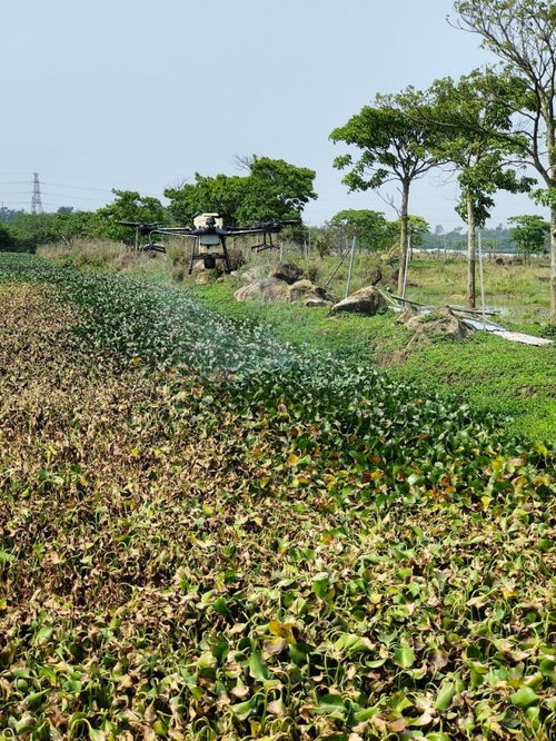 海南已發現395種外來入侵物種
