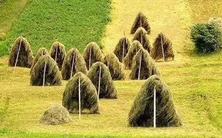 打造休閑農(nóng)業(yè)旅游項目的文化與景觀價值 策略與實踐