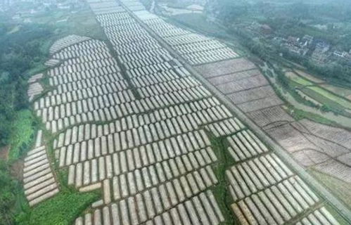 湘西農業旅游新亮點 三大3A景區，自然與人文的完美融合