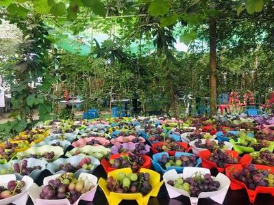 豐收季，采摘游走起！余杭初秋水果“大作戰(zhàn)”攻略來了