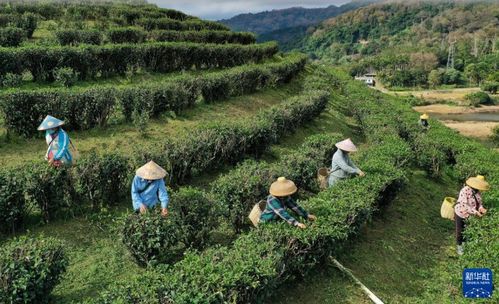 2024年海南五指山早春茶飄香，農(nóng)旅融合繪就鄉(xiāng)村振興新畫卷