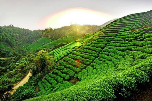 茶鄉(xiāng)旅游精品線路終選名單出爐，夏季避暑新選擇引領(lǐng)農(nóng)業(yè)旅游新風(fēng)尚