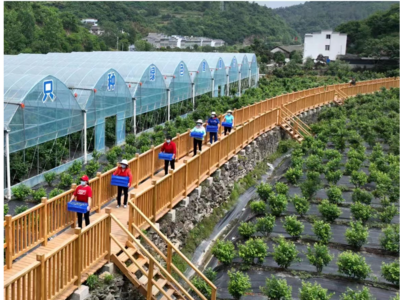 官山藍(lán)莓香滿園 產(chǎn)業(yè)融合繪就鄉(xiāng)村振興新畫(huà)卷